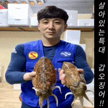 특대 활/냉동 갑오징어 2kg~3kg, (급냉)갑오징어(2-3미씨알) 3kg