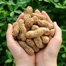 23년 햇땅콩 피땅콩 삶아먹는 촉촉 땅콩, 1개, 예천 생땅콩 / 500g