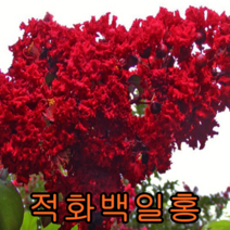 적화백일홍삽2년특묘 3그루 나무 묘목 백일홍나무