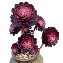 자동차 견인고리 견인볼