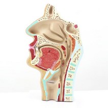 코 비강 내부 구조 뼈구조 인체 연구 관찰 원리 실험 창의 학습 교구 병원 골격 과학 실습 교재