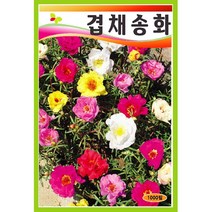 [씨앗] 겹채송화 혼합 1000립 / 봄파종꽃씨