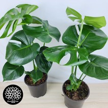 (이벤트상품) 1+1 몬스테라 델리시오사 [플라워앤곰] 중품/ 포트15cm/ 높이55cm