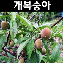 개복숭아 나무 묘목 R3cm 개화주 분묘 1개/유실수 과실수, 1개
