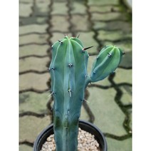 알통 용신목 용심목 중대품 40~60cm 149 (자구 1개이상)