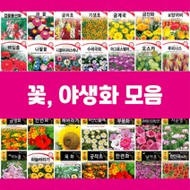 꽃씨 씨앗 제라늄 물망초 연꽃 백일홍 구절초 수레국화 버베나 다알리아 천일홍 핑크메밀 키우기, 87.금영화