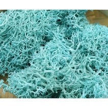 비바리움 이끼테라리움 액자 20g 인공 식물 영원한 생명 이끼정원 홈 장식 벽 diy 꽃 재료 미니 정원 마이크로 조경 액세서리, 10g, 푸른