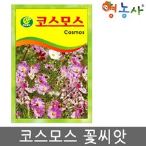 코스모스씨앗 약50립, 코스모스, 코스모스