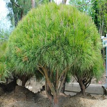 착한가격나무생각/일반반송/70cm~80cm, 주