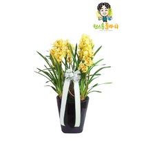 심비디움 노랑 서양란 개업 승진 축하화분 인테리어화분 서양난, 서양란 - 심비디움 노랑(고급형), 서울특별시/광역시/경기구단위 (배송비X)