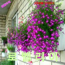 팝플라워 로벨리아-로사몬드 씨앗 250립, 1개