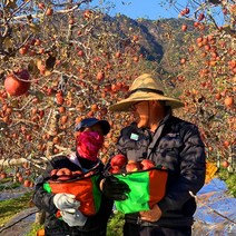 해발 600m 거창 고랭지 햇 부사 못난이 흠집 명품 꿀 사과 5kg 10kg, 1박스, 정품사과 10kg 대과(26~28과)