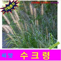 산림종자 수크령씨앗 500 립, 상세페이지 참조