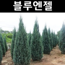 블루엔젤 12cm장포트(120L) 1개/나무 묘목/상록수/조경용