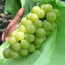 고당도 샤인머스켓 망고포도 수출용 2kg 2~4수, 샤인머스켓 2kg