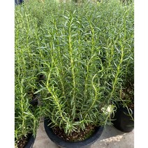 미니농장 로즈마리 중대품(40cm~45cm) 향기치유 허브 키우기(무료배송 이벤트)