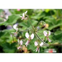 허브(Herb)/채소식물 페퍼민트제라늄 갈색플라스틱모종 3개 (L0293)