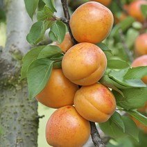 목하원예조경 살구나무 묘목 왕살구 (하코트) R3 결실주, 하코트R3전후