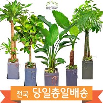 고급 대형화분 개업 축하 화분 전국 당일배송, 25. 레몬라임