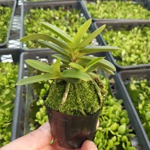 [숯돌꽃농원] 옥금강 풍란 소엽풍란 단엽 부귀란 (소)