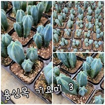 용신목 기요미 3형제 신상품 랜덤 공기정화식물/미세먼지/공기정화효과 공기정화식물