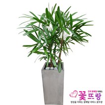 공기정화식물 개업화분 축하화분 화분배달 스투키 행운목 금전수 전국당일배송, C12 관음죽