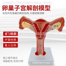 인체 모형 척추 골반 정형외과 침술 해골 교육용 뼈 장기 근육 사람 간호실습용, C 45CM