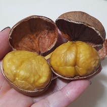 칼집밤 공주(정안) (대) 1kg 2kg 4kg, 칼집 밤 4kg