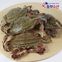 동부수산 연평도 꽃게 1kg 냉동숫꽃게 냉동암꽃게 찜 무침 탕용, 1개, [냉동]_암꽃게 1kg 3~5마리내외