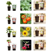 식물키우기 키트 6종 방울토마토 스위트바질 나팔꽃 봉선화 해바라기