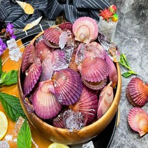 당일조업 제철 홍가리비 3kg 통영 가리비 조개구이 조개찜, 제철 홍가리비 x 1