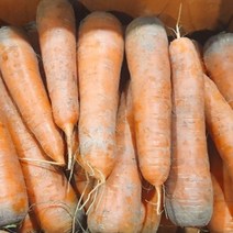 제주 구좌 당근 1kg / 3kg / 10kg / 15kg, 특 사이즈