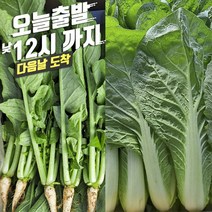 싱싱 국내산 포천 어린열무 얼갈이 묶음세트 1개, 어린열무3kg+얼갈이1kg, 1세트
