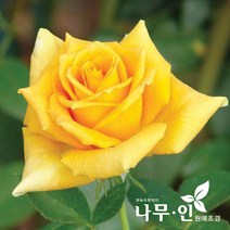 [나무인] 고급사계정원장미 란도라(노랑색)