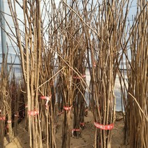 봄바람가든 약용수 오갈피 실생2년 특묘 꼼꼼한포장 오가피 오갈피묘목