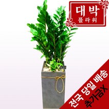 [금전수키우기] 나루플랜트 꽝손 자동급수 저면관수 공기정화식물 30종, 염좌(저면관수)