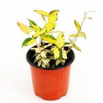 실내공기정화식물 120종 꽃 화분 미세먼지제거 아레카야자 해피트리 금전수, 모종포트, 황금마삭줄, 1개