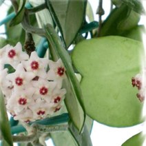 모종 하트호야 : 10cm분 KC546