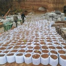 부직포 화분 중형 대형 베란다 텃밭 블루베리 심기 손잡이 화분 20개 40개, 핸들 35 포함 X 30(20개)