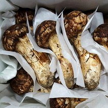 자연산 봉화송이버섯, 국내자연산 송이버섯 3등급(냉동) 500g