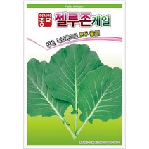 아시아종묘 케일씨앗 만추콜라드 (100g)