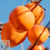 국내산_10kg_대봉 EB70, 상세페이지 참조