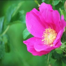 충주원예조경 / 해당화 / 80cm / 개화주, 주