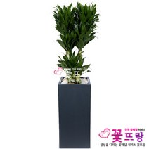 꽃뜨랑 전국배송 대형화분 행운목 해피트리 스투키 금전수 개업화분 당일배송꽃배달, C04 콤팩타, 1개