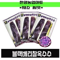 채소-블랙베리찰옥수수 70립/안토시아닌/자색/옥수수/씨앗/종자