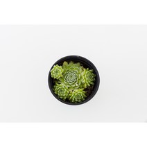 벨벳바위솔 키우기쉬운식물 노지월동가능 베란다가능