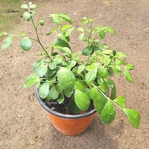 오렌지자스민 집에서키우기쉬운식물 자스민키우기 _ 256589EA, 쿠팡 본상품선택