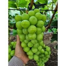고당도 샤인머스켓 2kg 실속형 [산지직송]