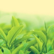 몰드몰 ( 프래그런스오일 ) 청포도향 (샤인 머스캣), [ 1L (1000ml) ]