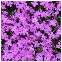 꽃잔디 꽃잔디모종 30분 30포트 분홍, 반지왕201 본상품선택